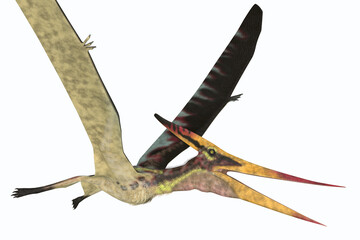 Pteranodon Pterosaur - Pteranodon was a reptile carnivorous Pterosaur that lived in North America during the Cretaceous Period.