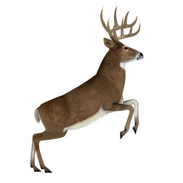 Whitetail Buck Jumping - The herbivorous White-tailed deer lives in North and South America and is an abundant species.