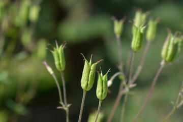 Common columbine seed pods