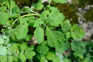Fototapeta na wymiar Greater celandine leaves