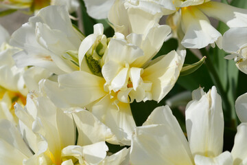 Obraz na płótnie Canvas Tulip Exotic Emperor flowers