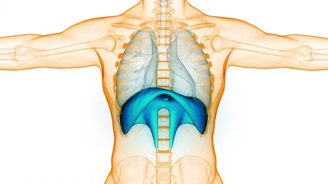 Human Respiratory System Lungs with Diaphragm Anatomy Animation Concept