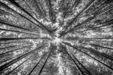 Trees reaching for the sky from the forest floor, Black and White abstract