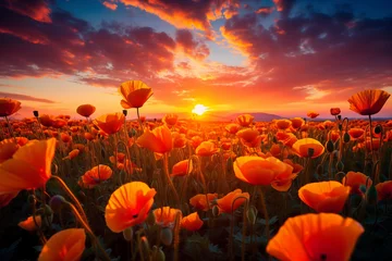 Tuinposter Poppy field at sunset. A poppy field in bloom © Pakhnyushchyy