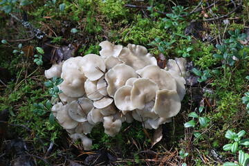 Lyophyllum fumosum, sometimes called the fried chicken mushroom, wild fungus from Finland