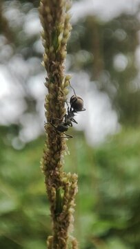 Weaver ants or polyrhachis dives search for food in grass flowers or cogongrass or Imperata cylindrica by taking the nectar of the flowers, macro photography with blurred background