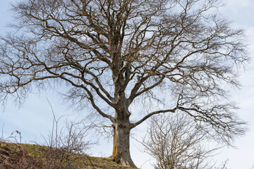 Large tree without leaves