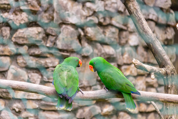 Bergamo, lombardia, italy, parco naturale, animali,