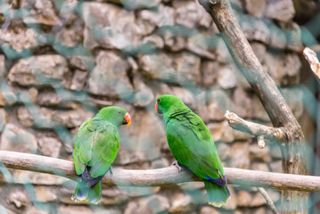 Bergamo, lombardia, italy, parco naturale, animali,