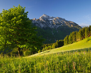 Österreich, Kärnten, Gailtal, Blick vom Kreuzberg auf Polinik, Baum, Wiese