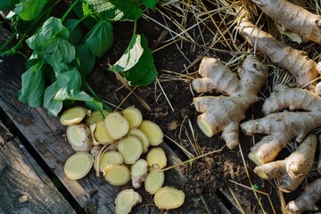 Freshly picked organic ginger root cut into slices on wooden table with leaves, straw and soil in the field. Top view.