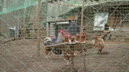 chickens in a chicken coop in a Russian village