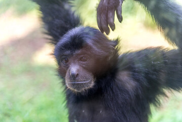 Bergamo, lombardia, italy, parco naturale, animali,