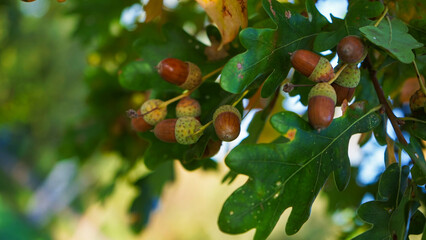 Oak branches with leaves and fruits of acorns. An oak is a hardwood tree or shrub in the genus...