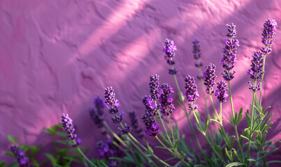 Close up of lavender flowers against purple textured wall with sunlight shadows on it. Freshness...