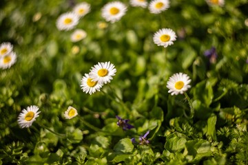 Bunch of Daisies in Grass