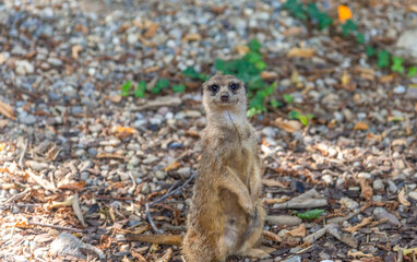 Bergamo, lombardia, italy, parco naturale, animali,