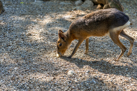 Bergamo, lombardia, italy, parco naturale, animali,