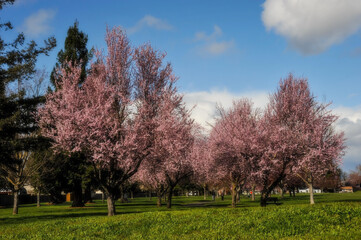 spring in the park