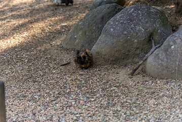 Bergamo, lombardia, italy, parco naturale, animali,