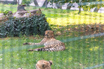 Bergamo, lombardia, italy, parco naturale, animali, © Catello