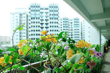 Singapore, April 21, 2013. A variety of flowers with beautiful colors are maintained by apartment residents and placed in the building's hallway.