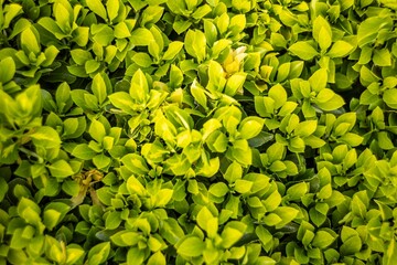 Close Up of Green Leaves on Bush