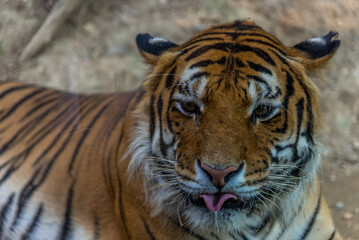 Obraz premium Bergamo, lombardia, italy, parco naturale, animali,