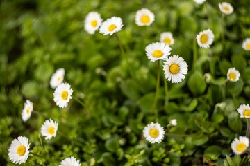 Bunch of Daisies in Po Valley Field