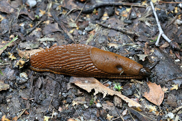 Spanish slug, Arion vulgaris, also called Arion lusitanicus, a highly invasive and harmful garden pest