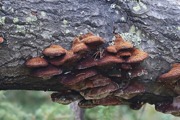Fox bracket fungus, Inonotus rheades, wild polypore from Finland