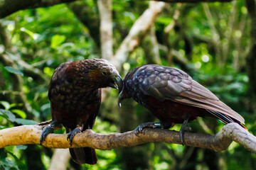 NZ Kaka at Zealandia Nature Reserve