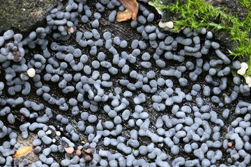 Physarum straminipes, slime mold from Finland, no common English name