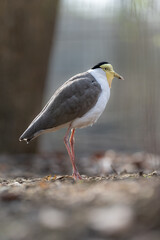 Australian jay bird outside in paddock.