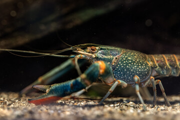 Red-necked crayfish with a damaged eye.