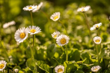 Group of Daisies in a Field of Grass