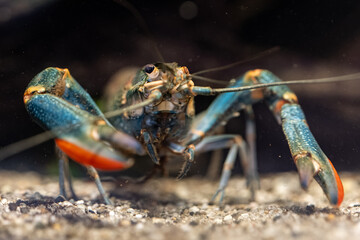 Red-necked crayfish with a damaged eye.