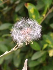 dandelion seed head