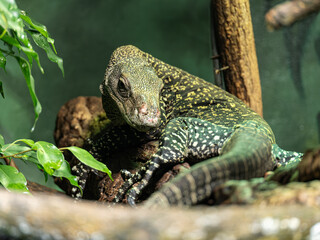A Papuan monitor lizard observes and rests.