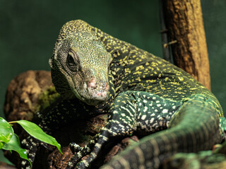 A Papuan monitor lizard observes and rests.