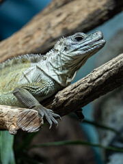 Agama weber's lizard on a trunk.