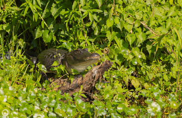 Naklejka na ściany i meble A large American alligator sunning on a log in the wetlands. 