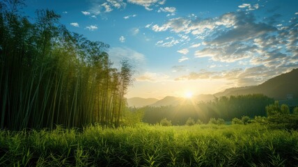 Stunning sunrise over a serene bamboo forest - A breathtaking view of the sun rising over a lush bamboo forest casting golden light on the foliage - obrazy, fototapety, plakaty