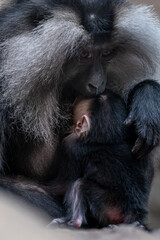 A female macaque lion feeding a cub.