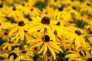 Gelbe Blumen im Sommer in voller Blüte