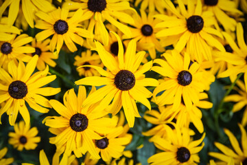 Gelbe Blumen im Sommer in voller Blüte - obrazy, fototapety, plakaty