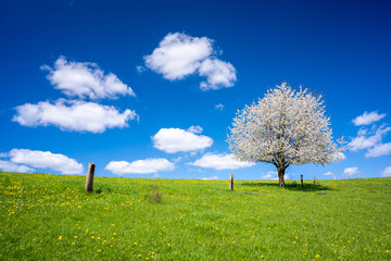 blossom tree on spring meadow with blue sky with clouds - 762536905
