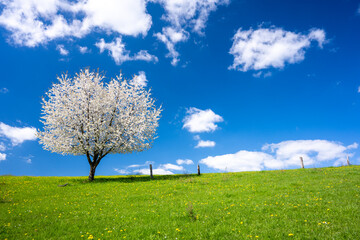 Fototapeta na wymiar lonely blossom tree on spring meadow in sunny day