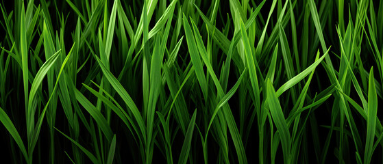 A cluster of fresh, green grass shoots reaching up towards the sunlight, creating a vibrant and dynamic scene in nature. Pattern grass background from nature suitable for graphic design - obrazy, fototapety, plakaty