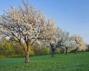 blühende Kirschbäume nahe Forchtenstein, Burgenland, Österreich